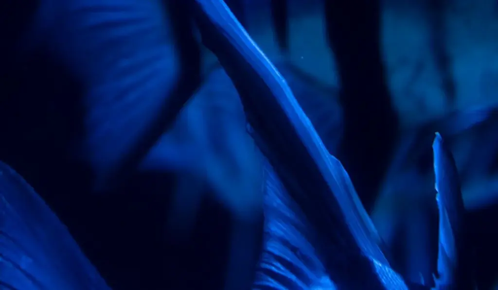 How Often Should You Feed Your Fish? Your Simple Guide to a Healthier Tank