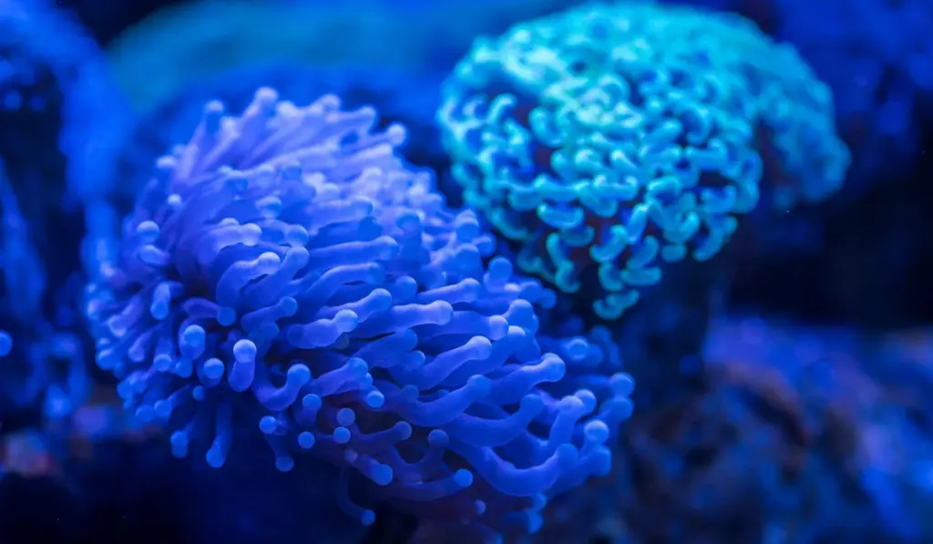 Planaria Be Gone: Your Action Plan for a Pest-Free Shrimp and Fish Tank