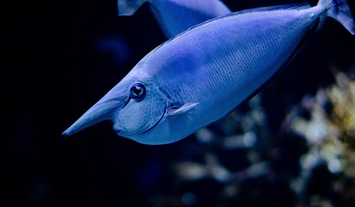 Blue tropical fish swimming in a dark aquarium with a blurred background.