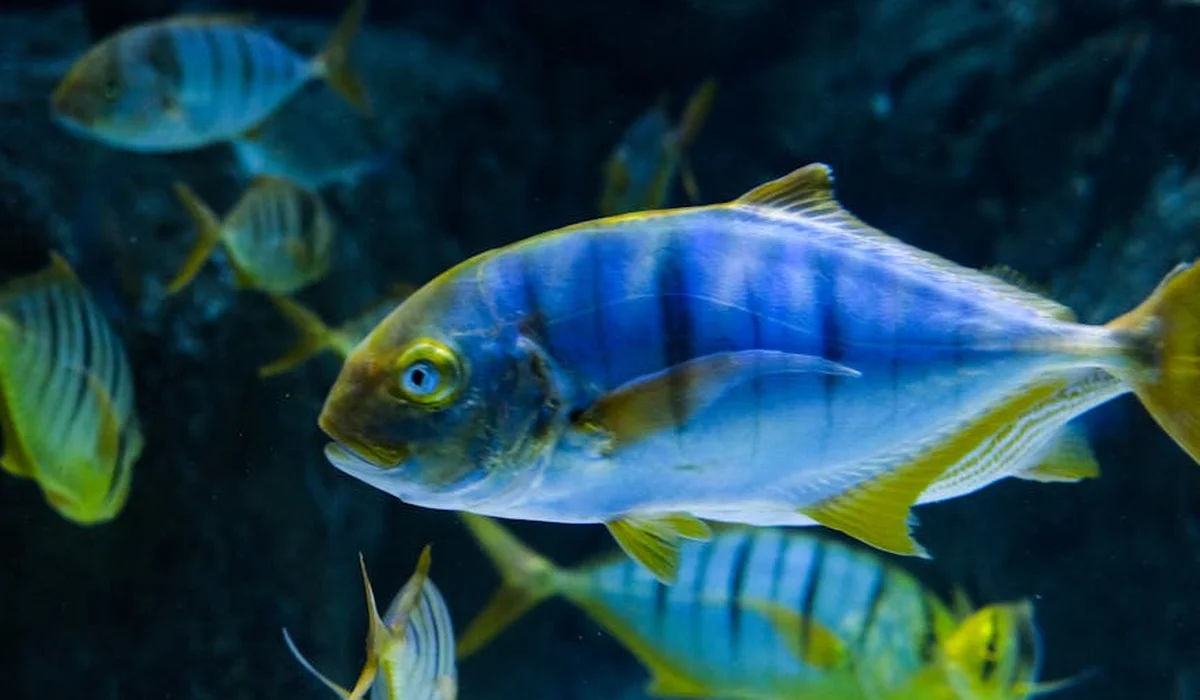 Blue and yellow striped aquarium fish swimming in a tank with a dark blue background.