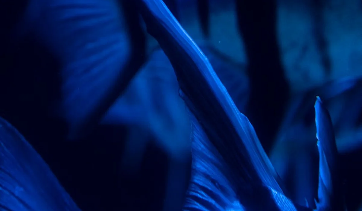 Close-up of blue aquatic plant leaves with dramatic blue lighting