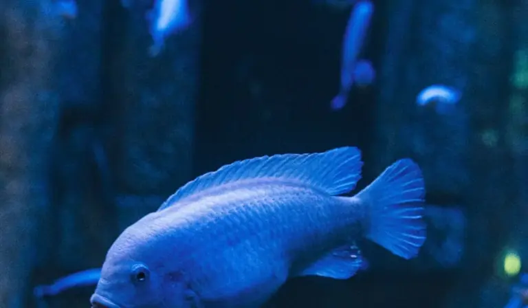 Blue aquarium fish swimming in a dimly lit tank