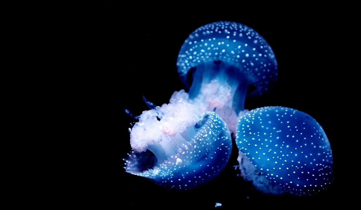 Two bright blue jellyfish with white dotted patterns float in a dark aquarium.