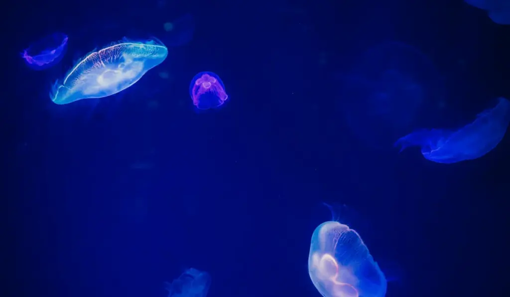 Brackish Water Aquariums: Your Guide to a Fascinating Middle Ground