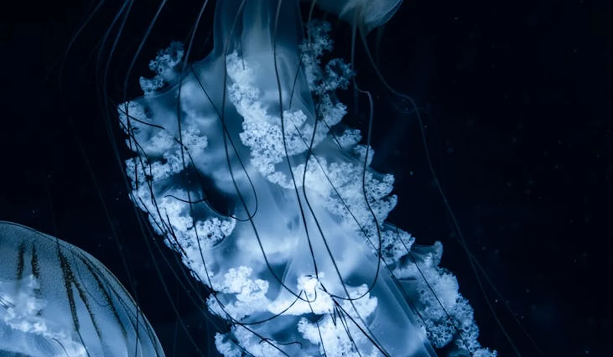 Blue jellyfish with long tentacles drifting in a dark aquarium.