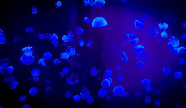 Blue jellyfish swimming in a blue-lit aquarium.