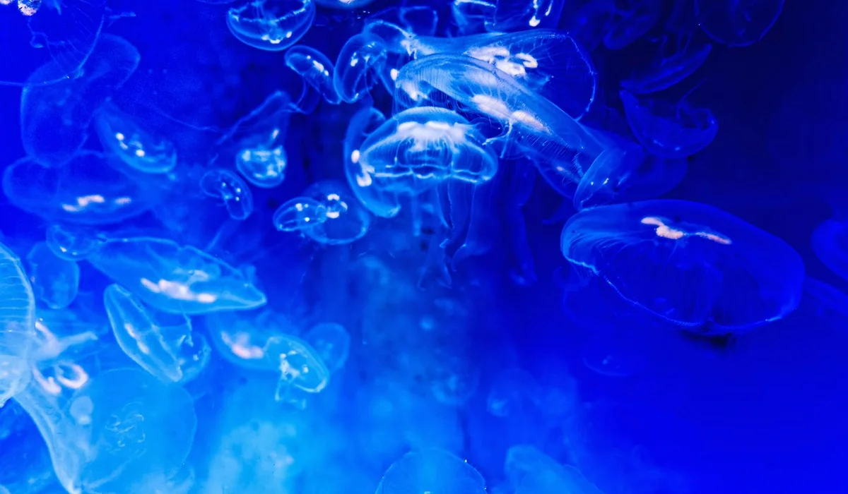 Blue jellyfish swimming in a brightly lit aquarium with blue illumination.