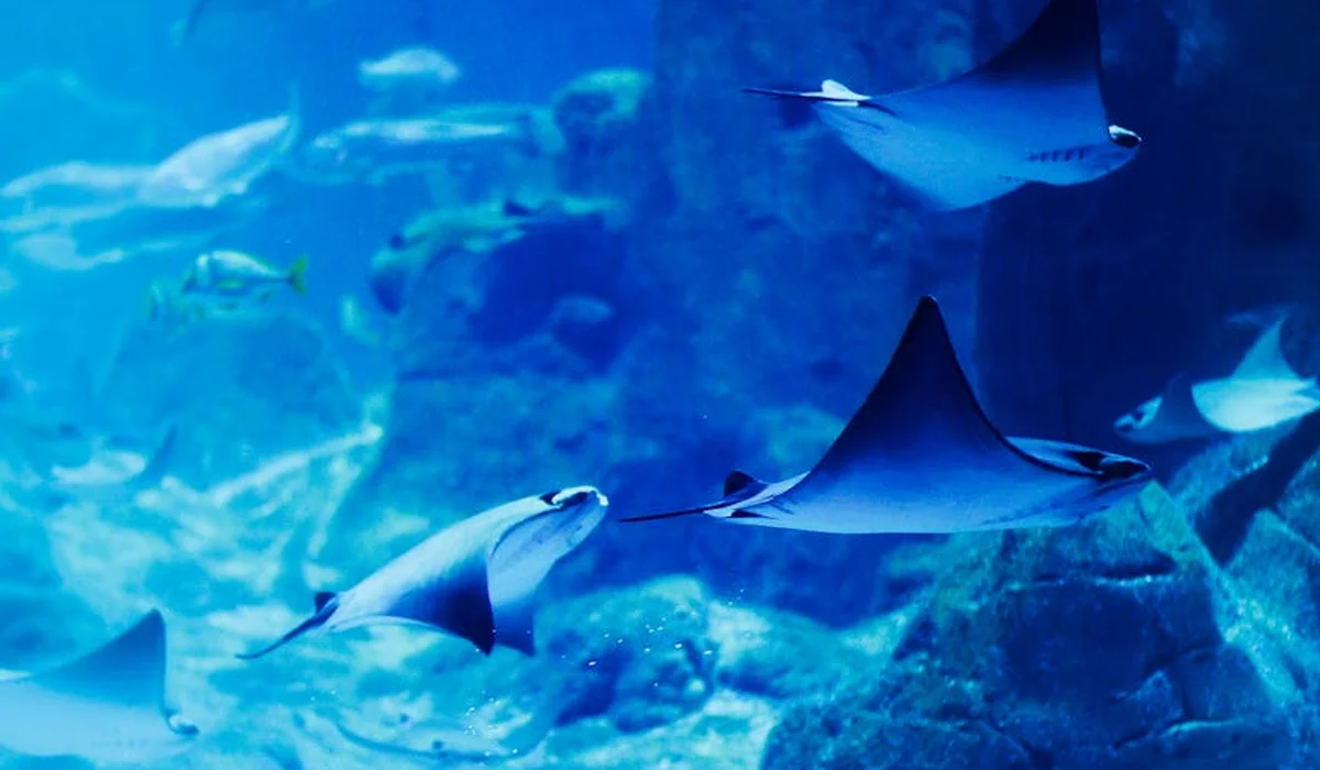 Blue underwater scene with manta rays swimming in a large aquarium.