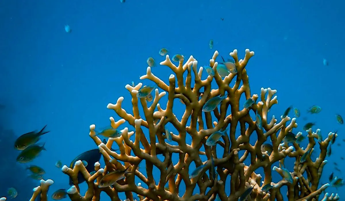 Branching coral in a brackish water aquarium with small fish swimming around