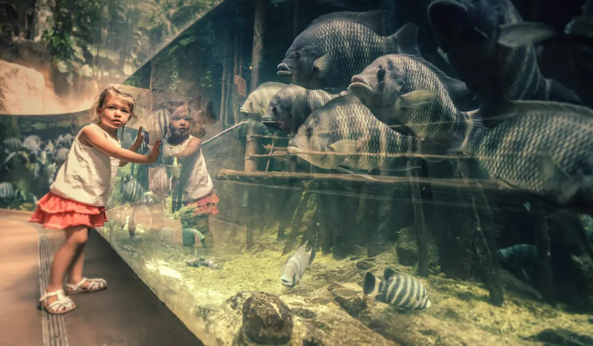 Two children looking into a large aquarium tank with big fish on the other side of the glass.