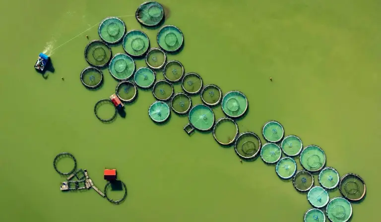 Overhead view of a row of circular breeder tanks arranged diagonally on a green water surface, with small boats and equipment nearby.