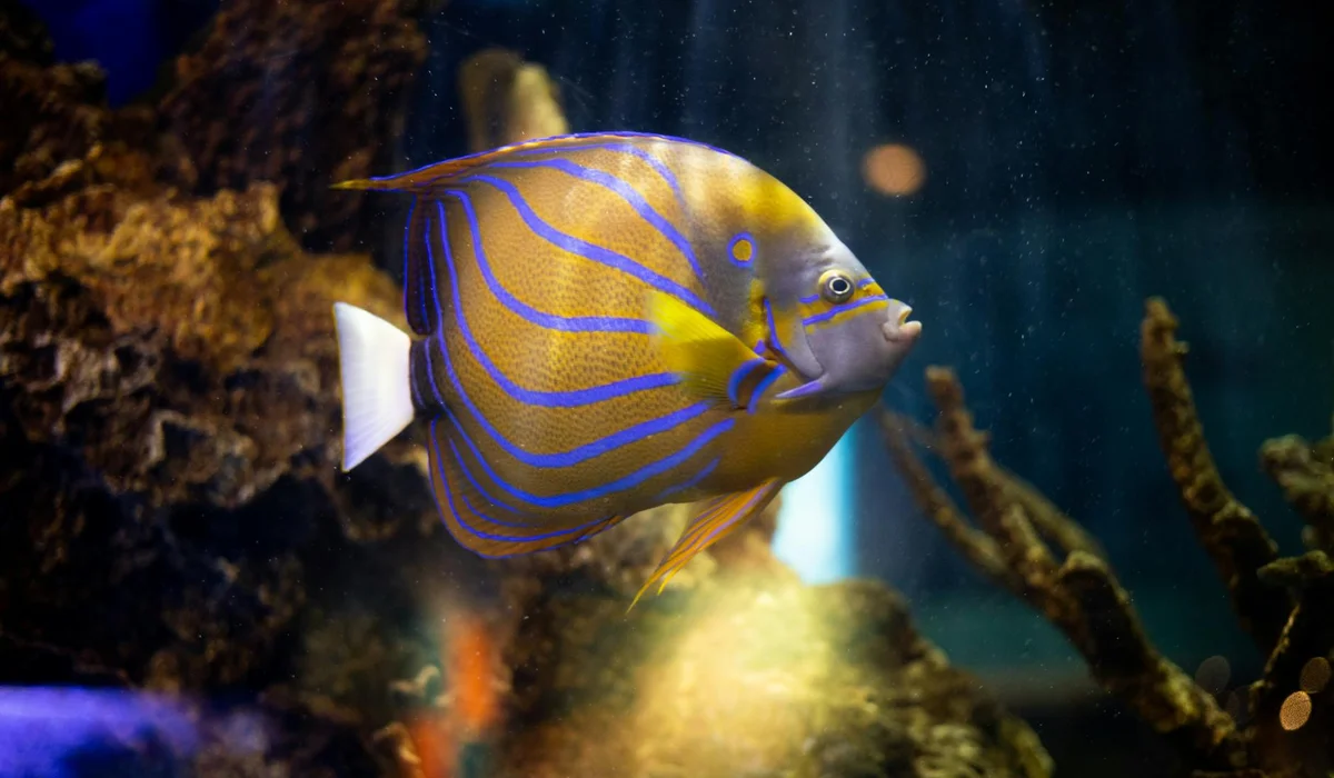 Yellow tropical fish with electric blue stripes swimming near coral and rocks in a calm aquarium.