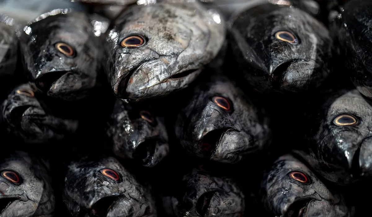 A dense cluster of dark-colored aquarium fish heads with small red eyes staring outward.