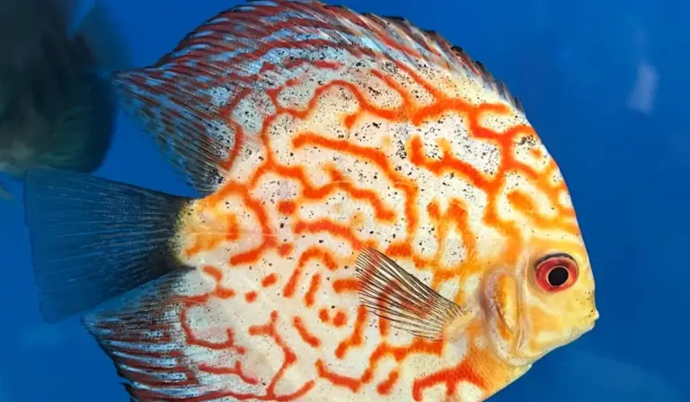 Orange-patterned discus cichlid swimming in a blue aquarium.