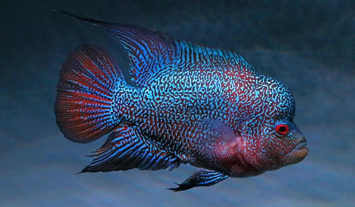 Colorful blue-and-red cichlid with intricate pattern swimming in a dark blue aquarium background