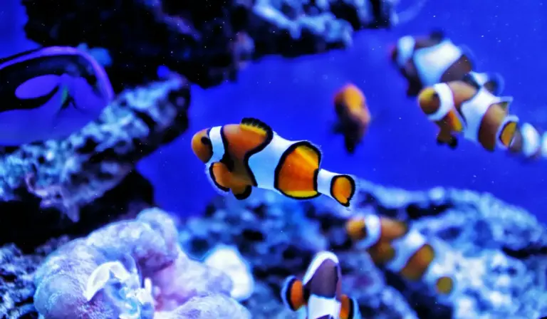Orange and white clownfish swim among corals in a blue-lit home aquarium.