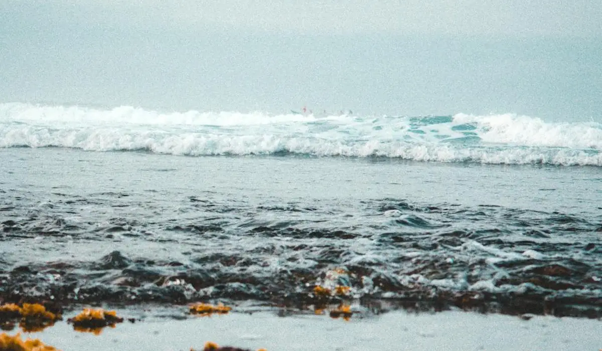 Coastal shoreline with waves breaking over a rocky, seaweed-strewn shore.