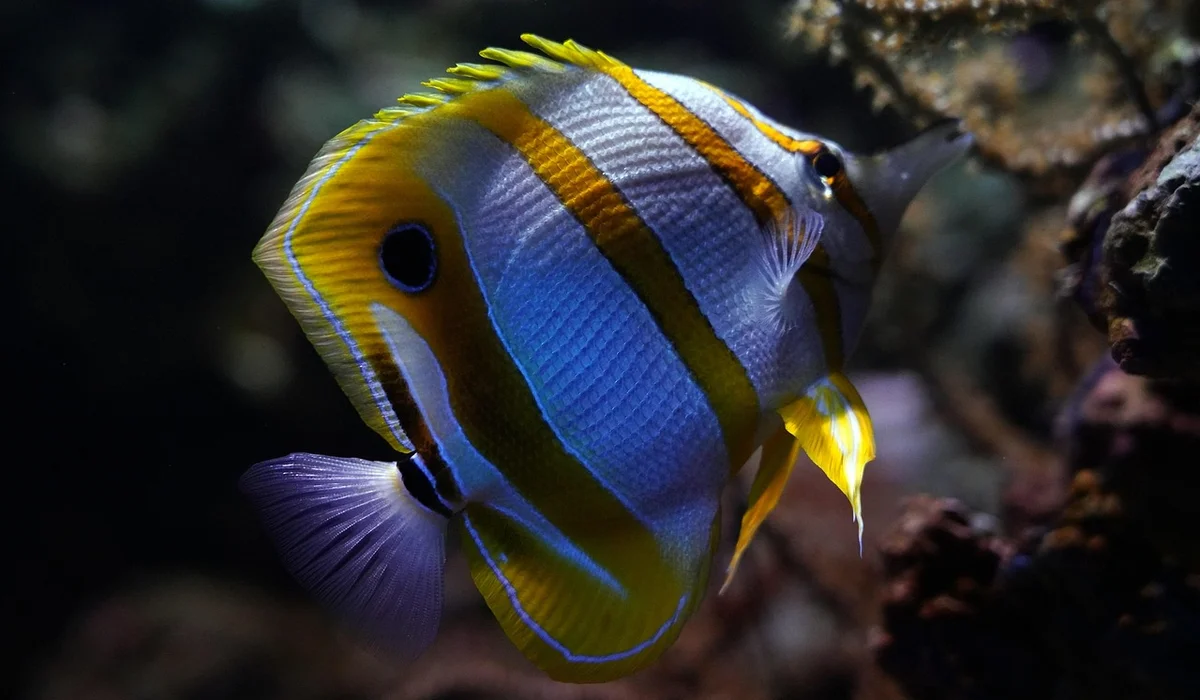 Colorful butterflyfish with yellow, white, and blue markings swimming near rocks