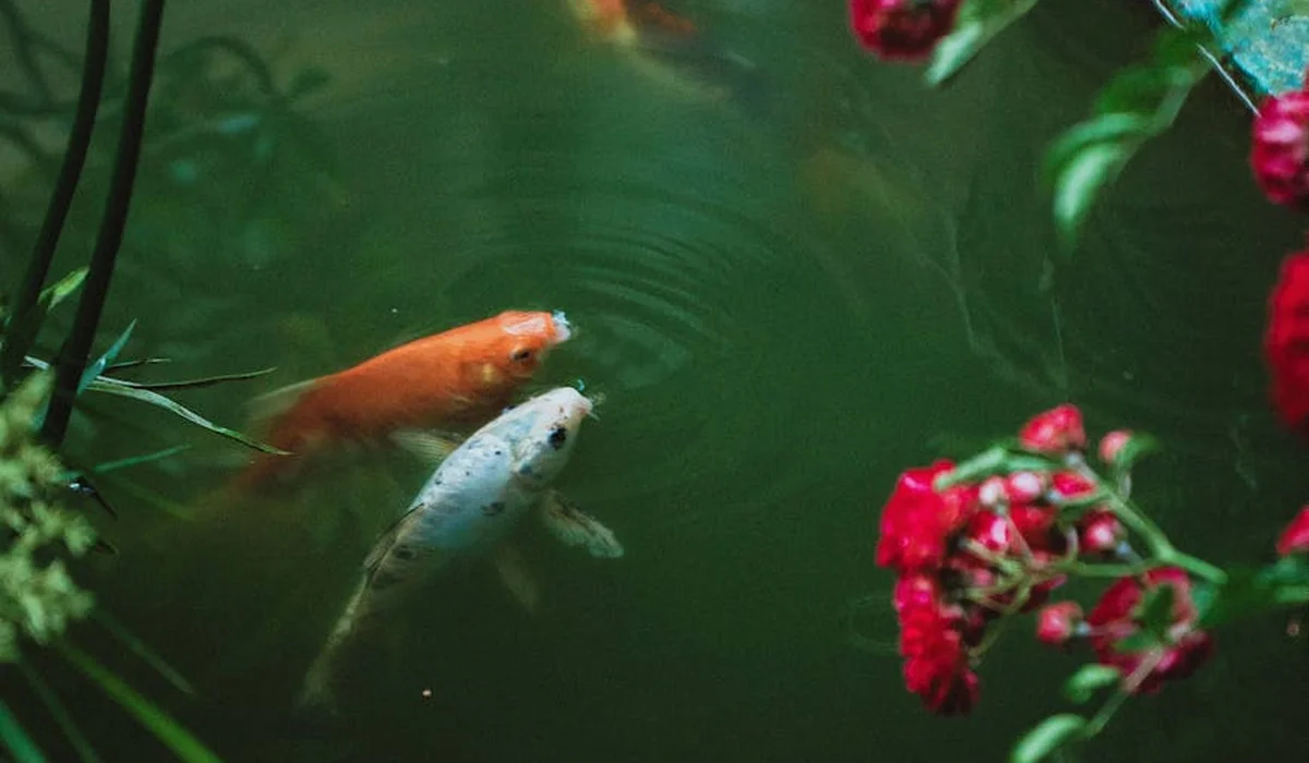 Two small freshwater aquarium fish, one orange and one pale, resting in a green-tinted tank surrounded by plants and red flowers.