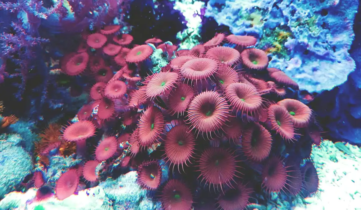 Close-up of pink zoanthid corals inside a rectangular home aquarium.