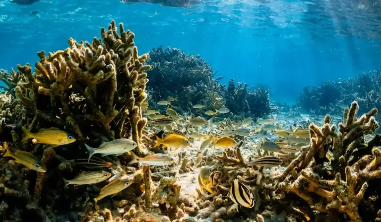 A vibrant coral reef aquarium with branching corals and small colorful fish swimming among the reef.