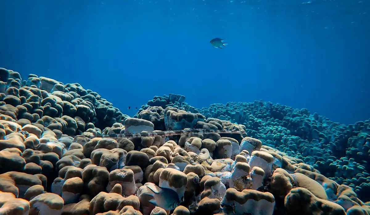 Underwater view of a coral reef with rounded rocks and a small fish swimming in clear blue water.