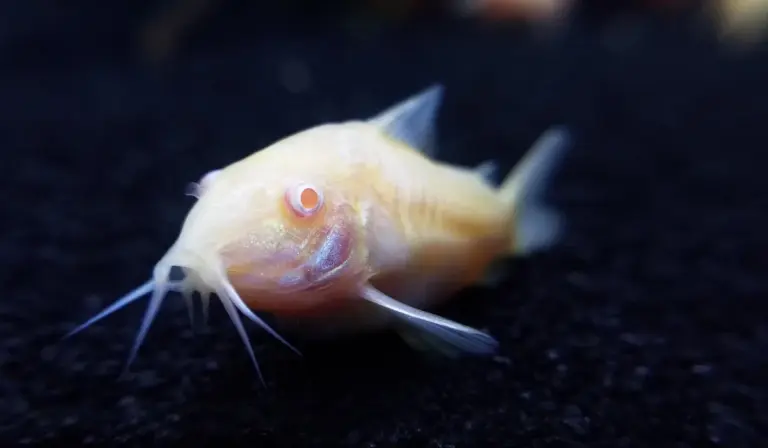 Close-up of a pale albino Corydoras catfish with prominent barbels on a dark substrate
