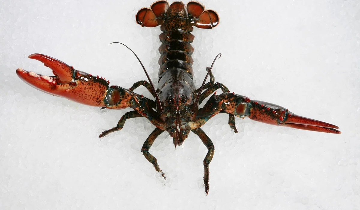 Red crayfish viewed from above on a white snowy background, with two large claws extended