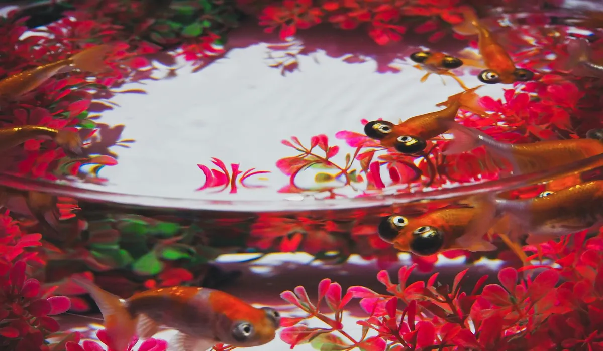 Goldfish swimming among bright red aquatic plants inside a round aquarium, illustrating buoyancy issues common in aquarium fish.