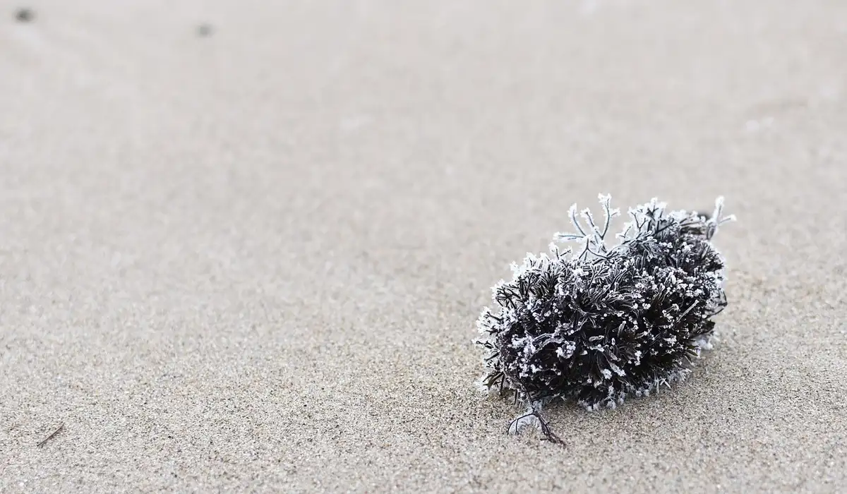 Close-up of a clump of brown diatoms on light-colored sand in a freshly set-up aquarium