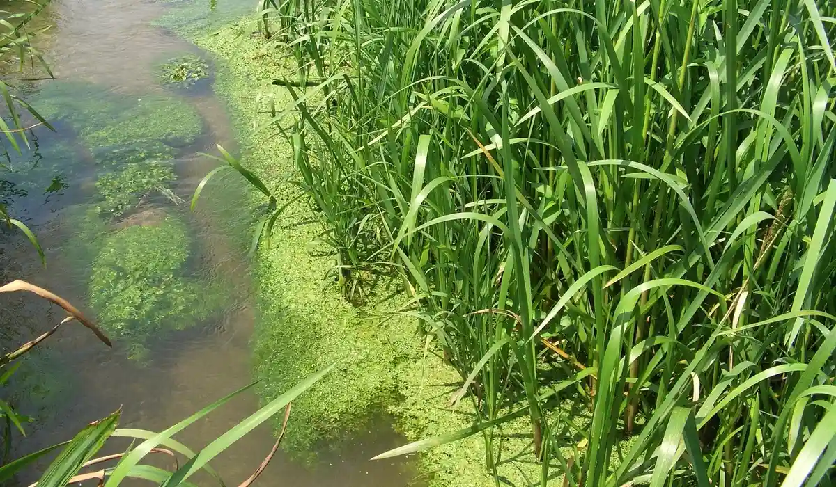 Shallow water with dense green algae on the surface and tall aquatic plants along the bank.