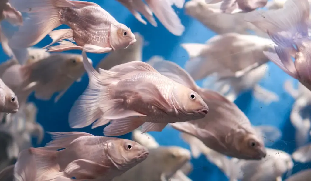 Do Fish Feel Lonely? Decoding Schooling vs. Shoaling for a Happier Tank
