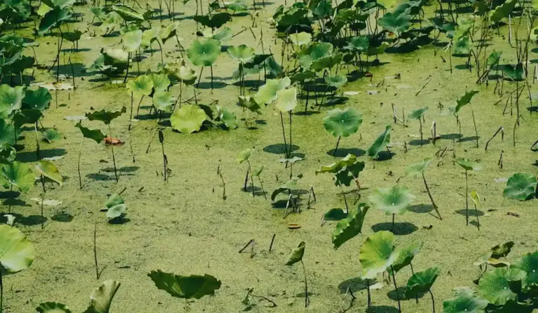A dense carpet of duckweed floating on the surface of an aquarium.