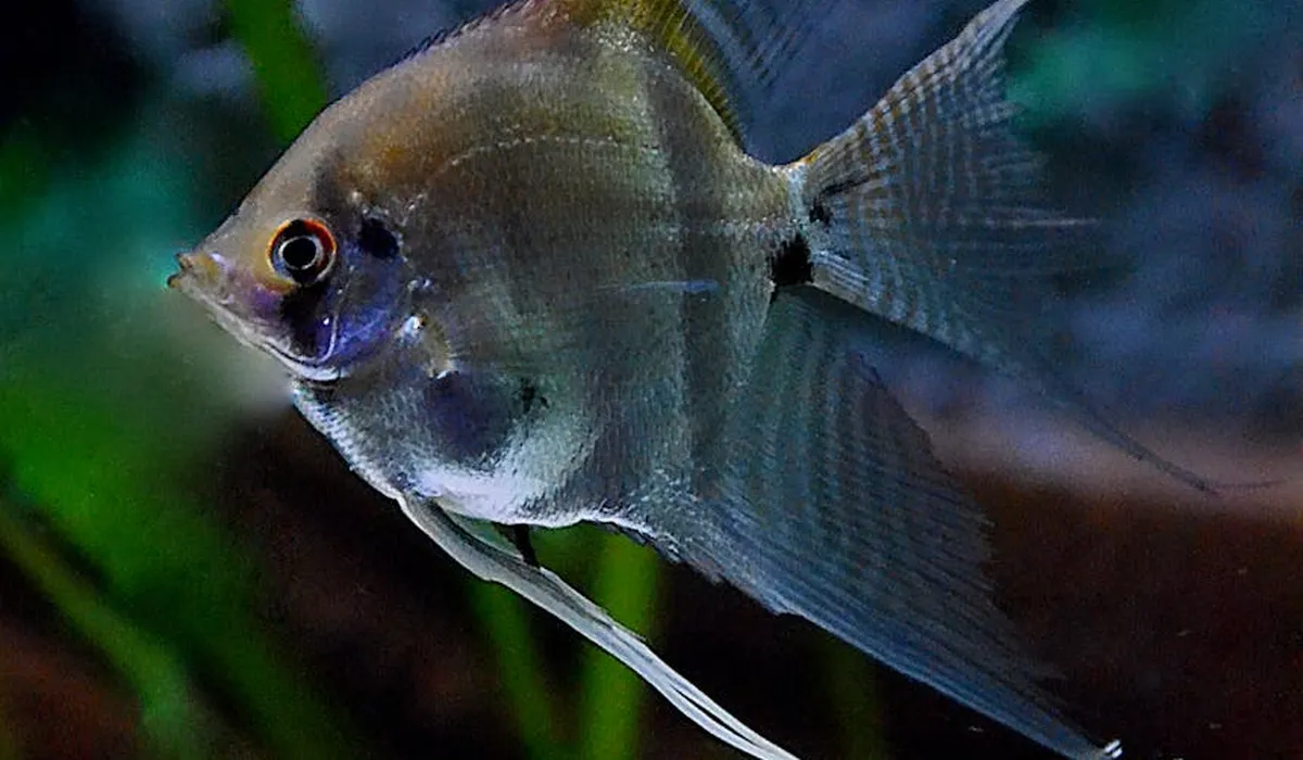 Close-up of a freshwater angelfish with long fins swimming in an aquarium