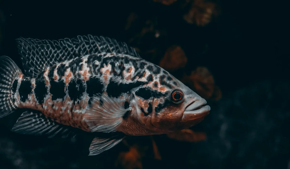 A close-up of a freshwater aquarium fish showing damaged fins indicative of fin rot.