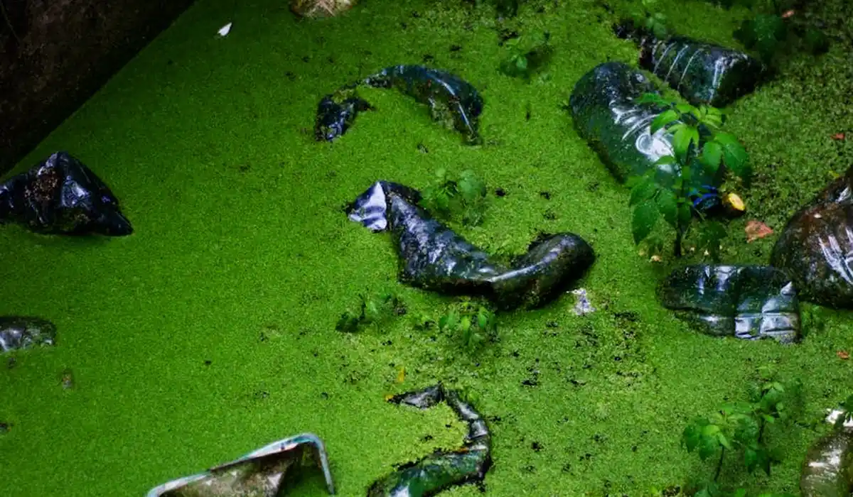 Green, algae-covered aquarium water with debris, illustrating neglected water changes.