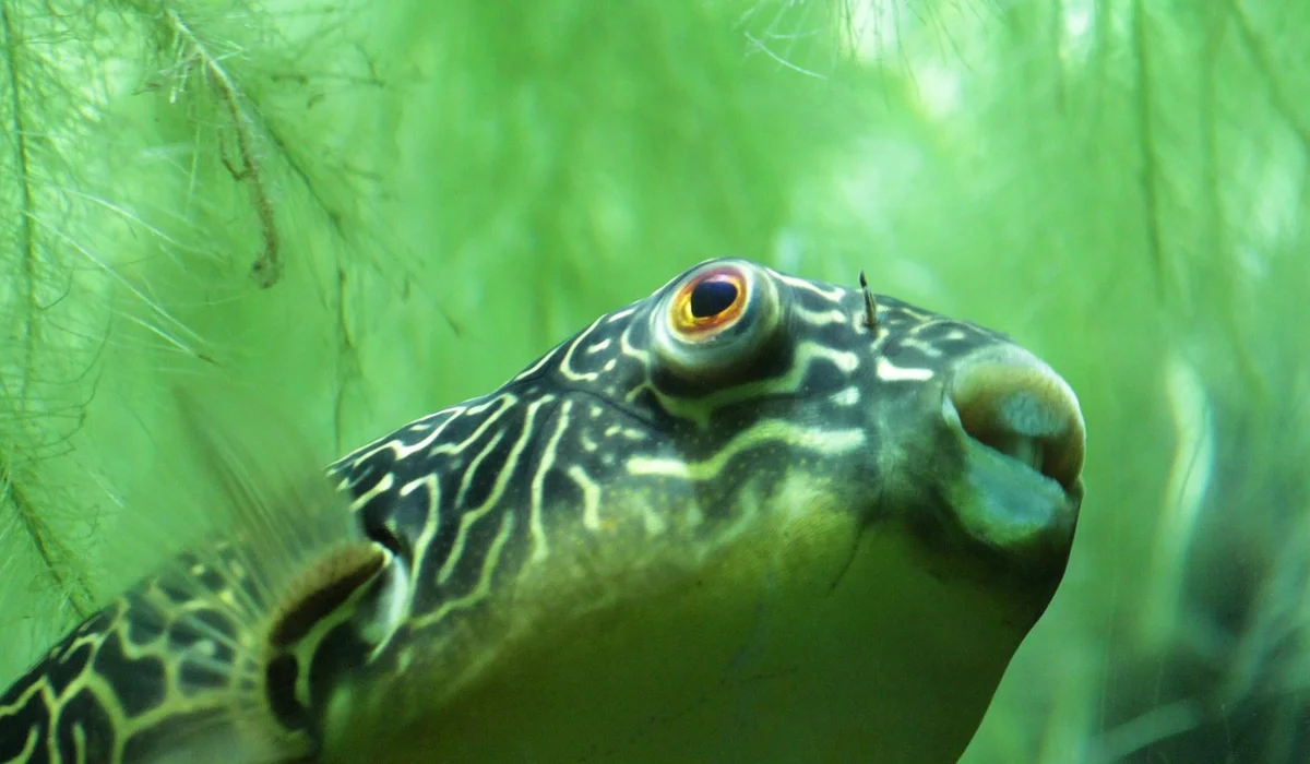 Close-up of a patterned fish in a lush green planted tank.