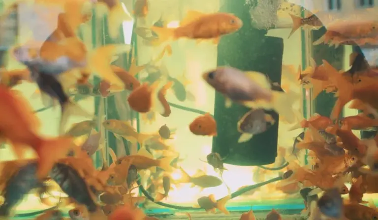A crowded aquarium with numerous orange goldfish swimming in a glass tank