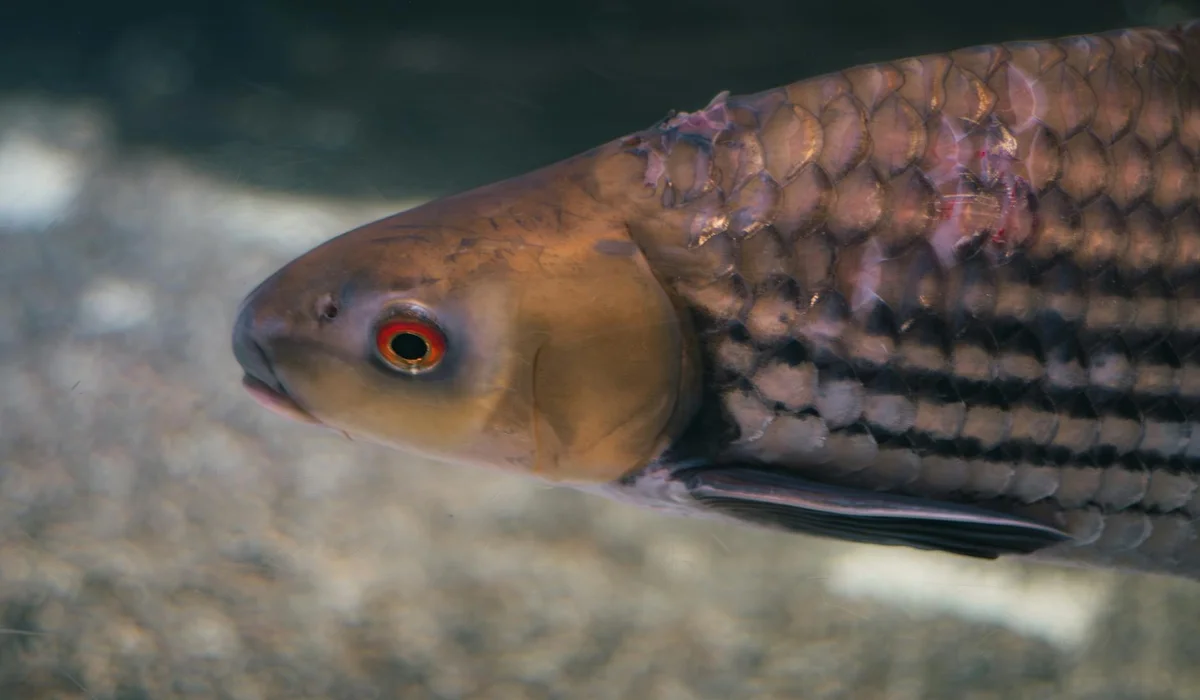 Close-up of a striped aquarium fish with an orange eye swimming in clear water
