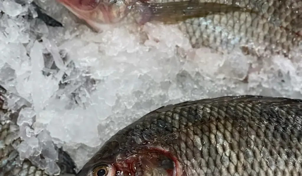 Beyond Flakes: Your Guide to the Best Live and Frozen Aquarium Foods