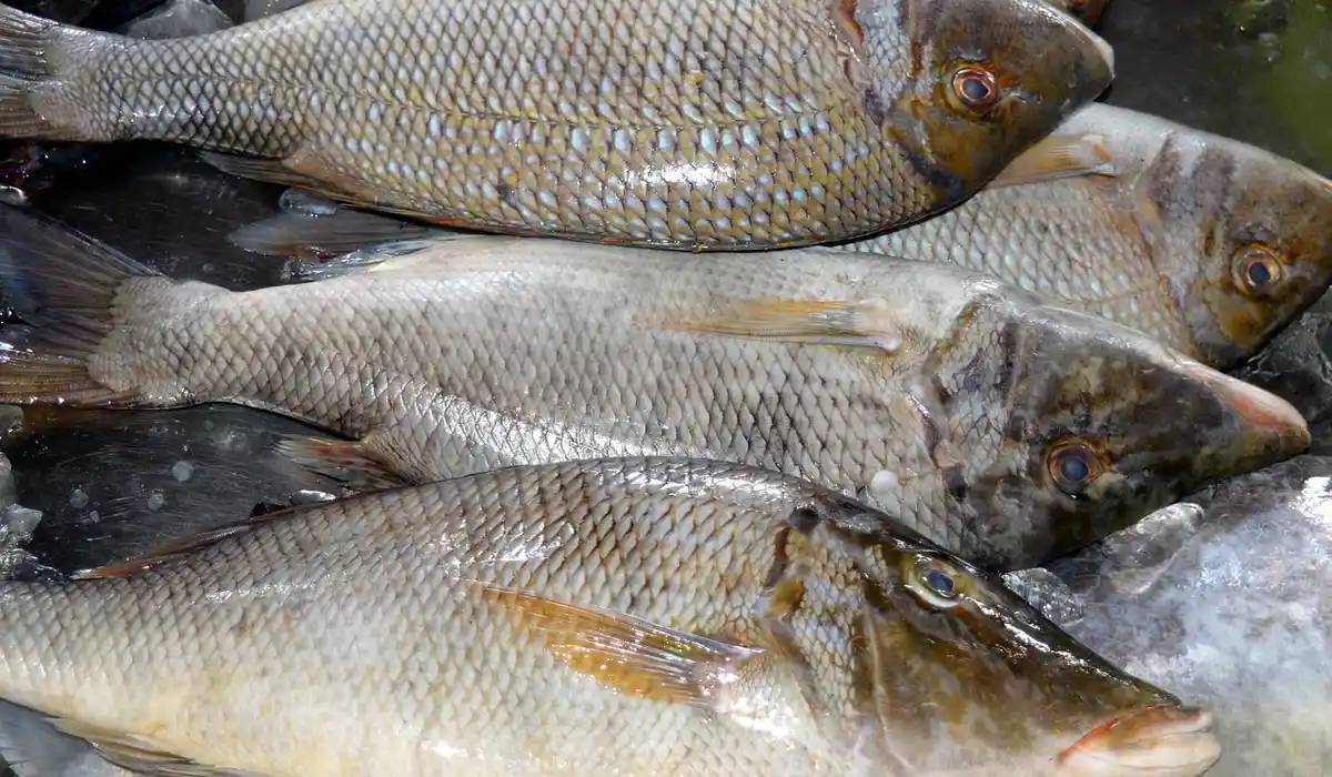 Several freshwater fish lying on a bed of ice, suggesting the need for careful handling and proper portioning when feeding aquarium fish.