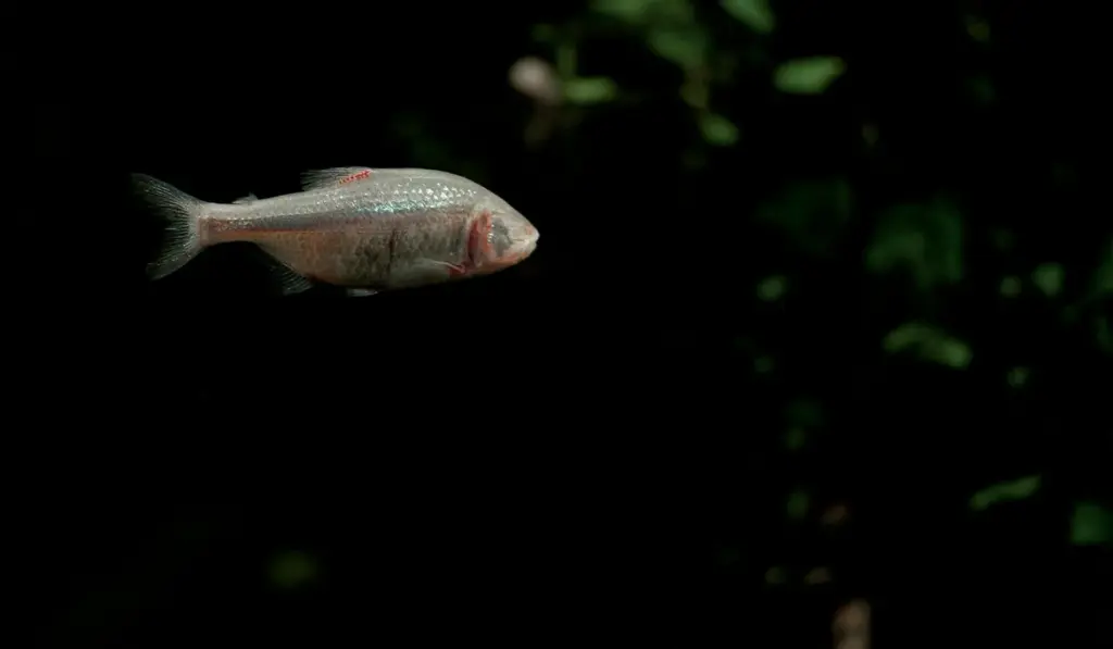 Fish Pain Explained: Sentience, Science, and Your Role in Aquarium Welfare