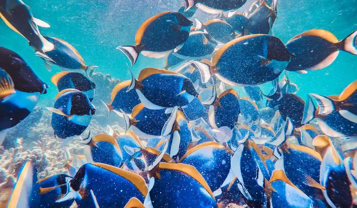 A dense school of vibrant blue tropical reef fish swimming together underwater.