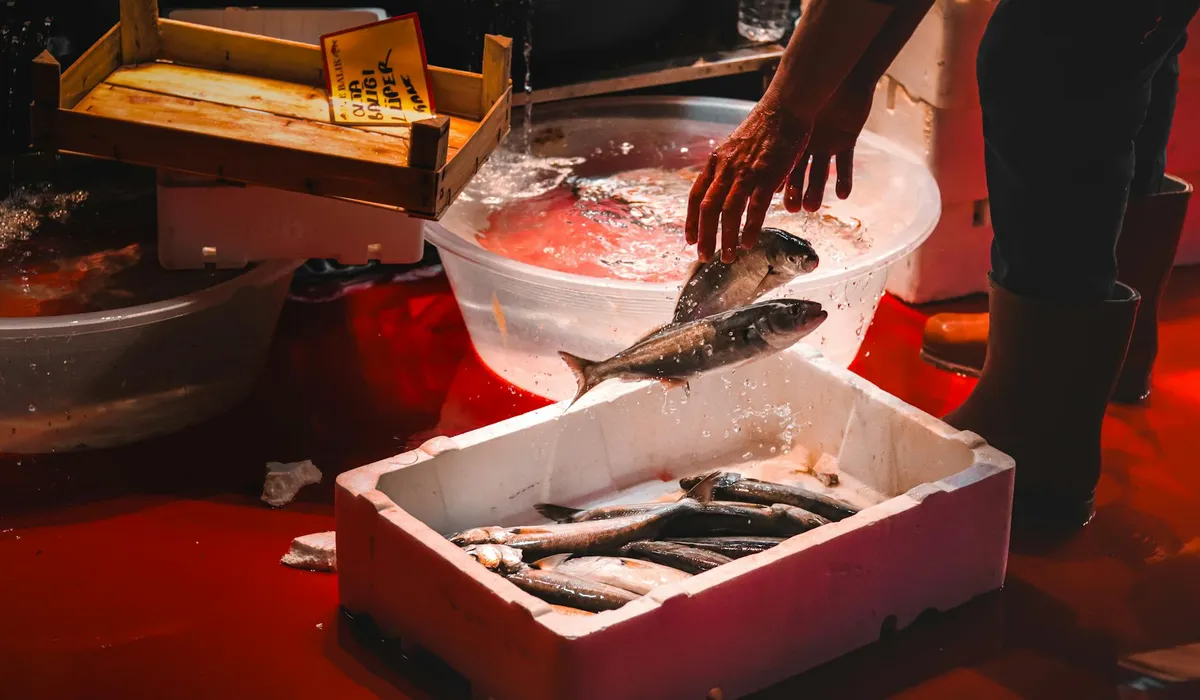 Hands reach into a container with live fish, surrounded by ice boxes and wooden crates in a market-like setting.