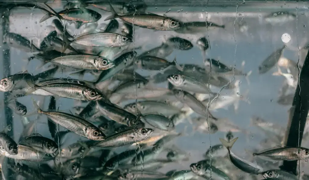 Adding Water to Your Fish Tank Safely: The Stress-Free Method for Clear Water and Happy Fish