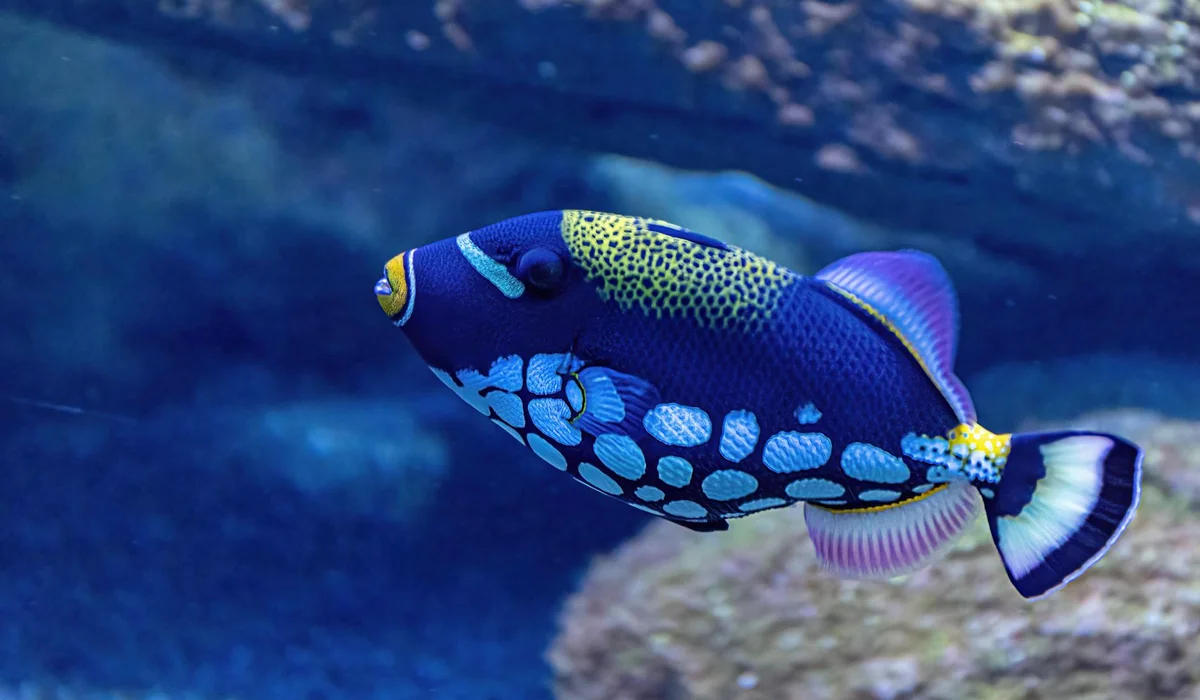 A vibrant blue tropical fish with yellow markings and a purple-edged tail swims through a rocky aquarium backdrop.