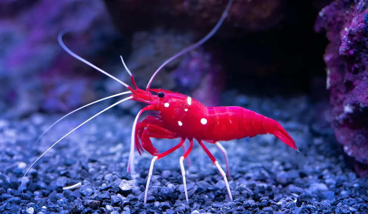 A bright red freshwater shrimp with long white antennae on a dark gravel substrate inside an aquarium.
