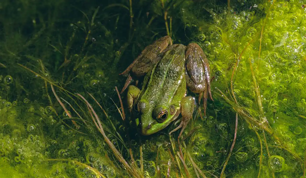 Green frog nestled among dense green aquarium algae