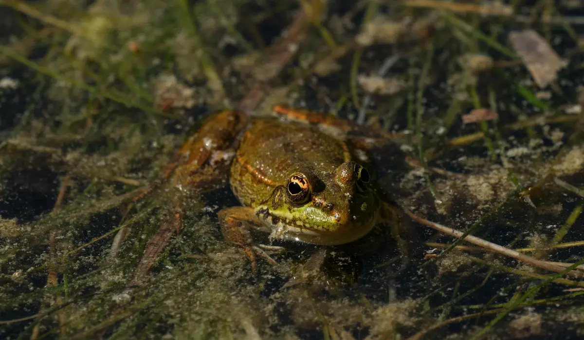Close-up of a small frog in a pond with visible algae and debris on the water surface.