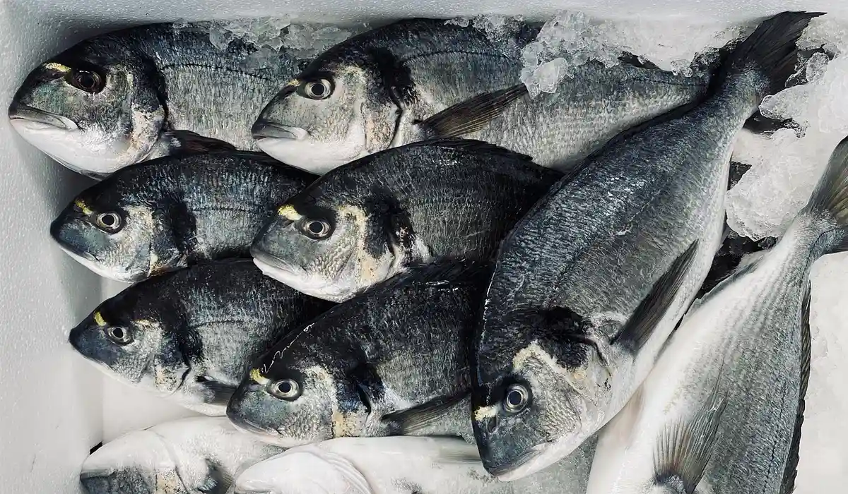 Frozen fish packed in a cooler with ice, ready for storage.